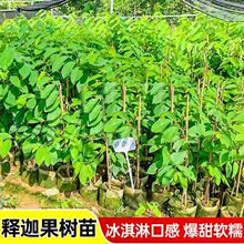 ����ֱ�l̨���P����ȹ�������ɏ���^�������֦�޽Ә����Ϸ�