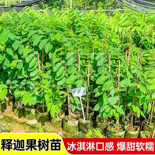 基地直发台湾凤梨释迦果树苗榴莲佛头大果番荔枝嫁接树苗南方