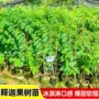 台湾南方嫁接基地果树苗