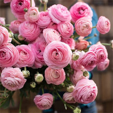 进口花毛茛洋牡丹盆栽重瓣种球根花苗种子室内外四季开花植物花卉