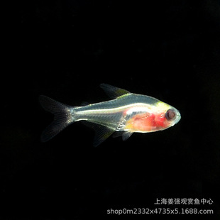 �t�ǲ����׶ǲ����t��Ƥ�Ꭷ�~С���~���ƻ��w�^�p�~Ⱥ�βݸ��~