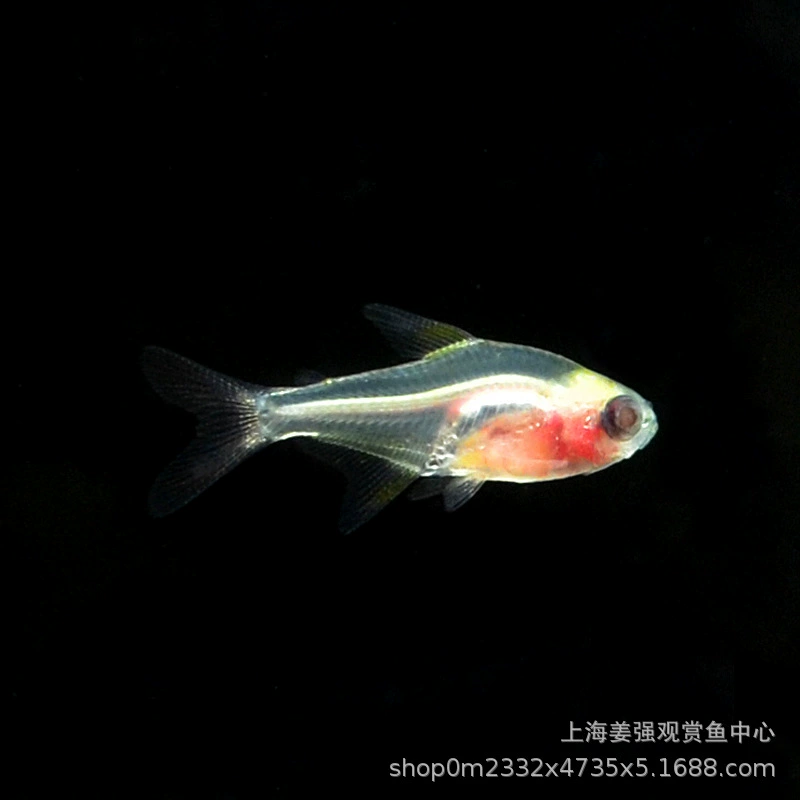 Красный живот стекло белый живот стекло красный живот тропическая рыба маленькая рыба фонарь семья живые декоративные рыбы группа плавание Трава Аквариум рыба