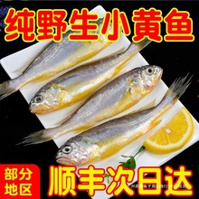 顺丰野生冷冻小黄花鱼新鲜鲜活黄鱼海捕黄花鱼海鲜水产整箱批发