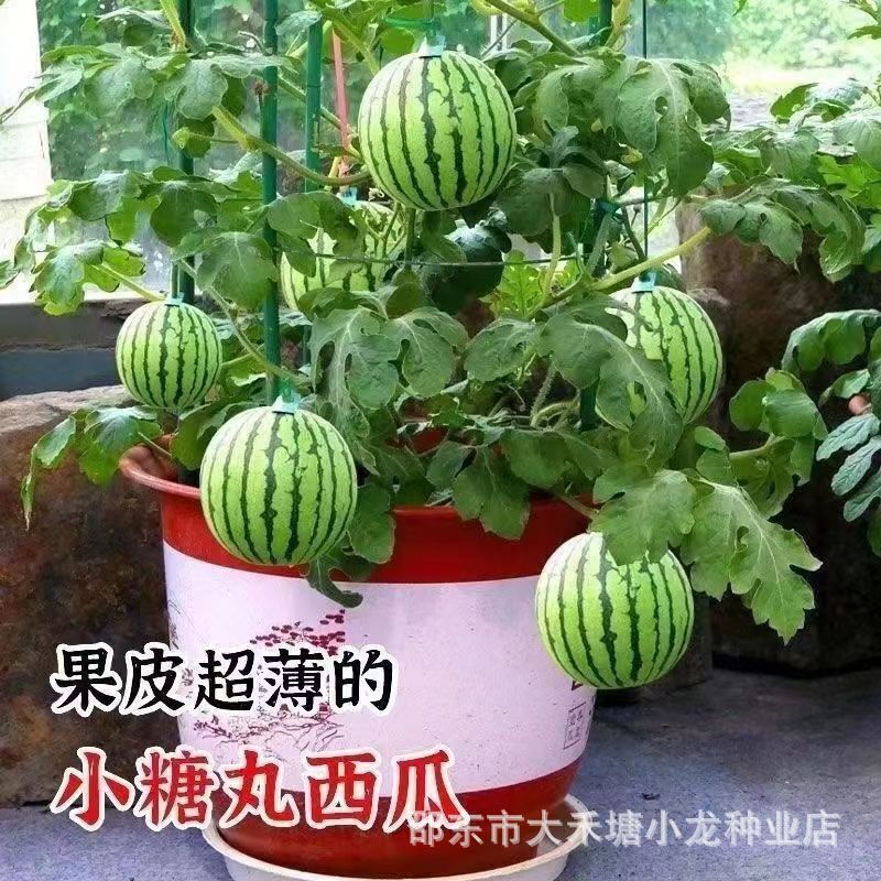 Super Sweet Honey Small Watermelon Seeds Redjade Seedless Small Watermelon Four Seasons Planting Balcony Courtyard Potted Fruit Seeds Super Sweet Honey Small Watermelon Seeds Redjade Seedless Small Watermelon Four Seasons Planting Balcony Courtyard Potted Fruit Seeds