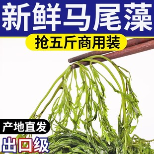 ����ϼ�� ���r�}�n�Rβ�� ������ ���� ���� �L�۲�5kg�b�S��ֱ��