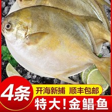 新货金鲳鱼新鲜镜鱼海鱼鲳鱼金昌鱼湛江海鲜水产鲜活冷冻顺丰包邮