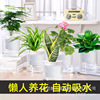 Fortune Tree Pot Plant Combination Gardenia Flower Geely Red Tiger Stomato Meimei and other indoor desktop green plant green plant views