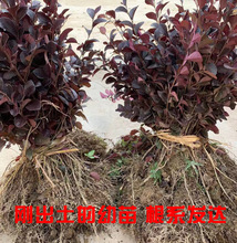 绿化带花卉植物红花檵木球批发红花继木小树苗庭院球形红桎木苗木