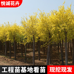 Large Golden Leaf Elm Garden Four-Season Planting Project Greening Seedlings Ornamental Street Trees Chinese Golden Leaf Elm Seedlings