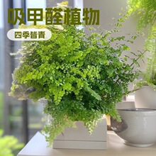 �F��ާ���ԾW�t����ֲ������՚��������ާ��҃Ⱥ��B�^�~����