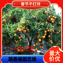 һ�����l���Ә���ɳ�ǽۘ�����������Ϸ������Nֲ�̽۹�������