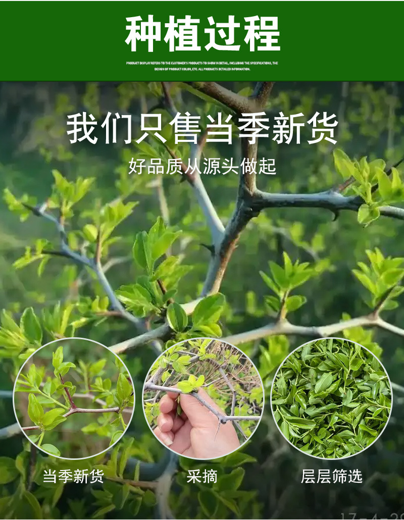 Suan Zao Ya Tea (Ziziphus jujuba var. spinosa) — First-Flush Wild Jujube Leaf Buds, 500g preparation