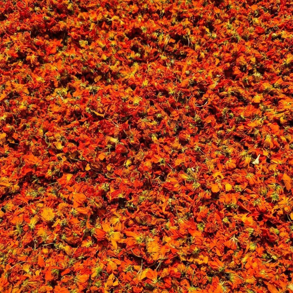 Kunlun Red Chrysanthemum & Tianshan Snow Chrysanthemum (Chrysanthemum morifolium) — 500g Dried Flower Tea, Sulfur-Free in use