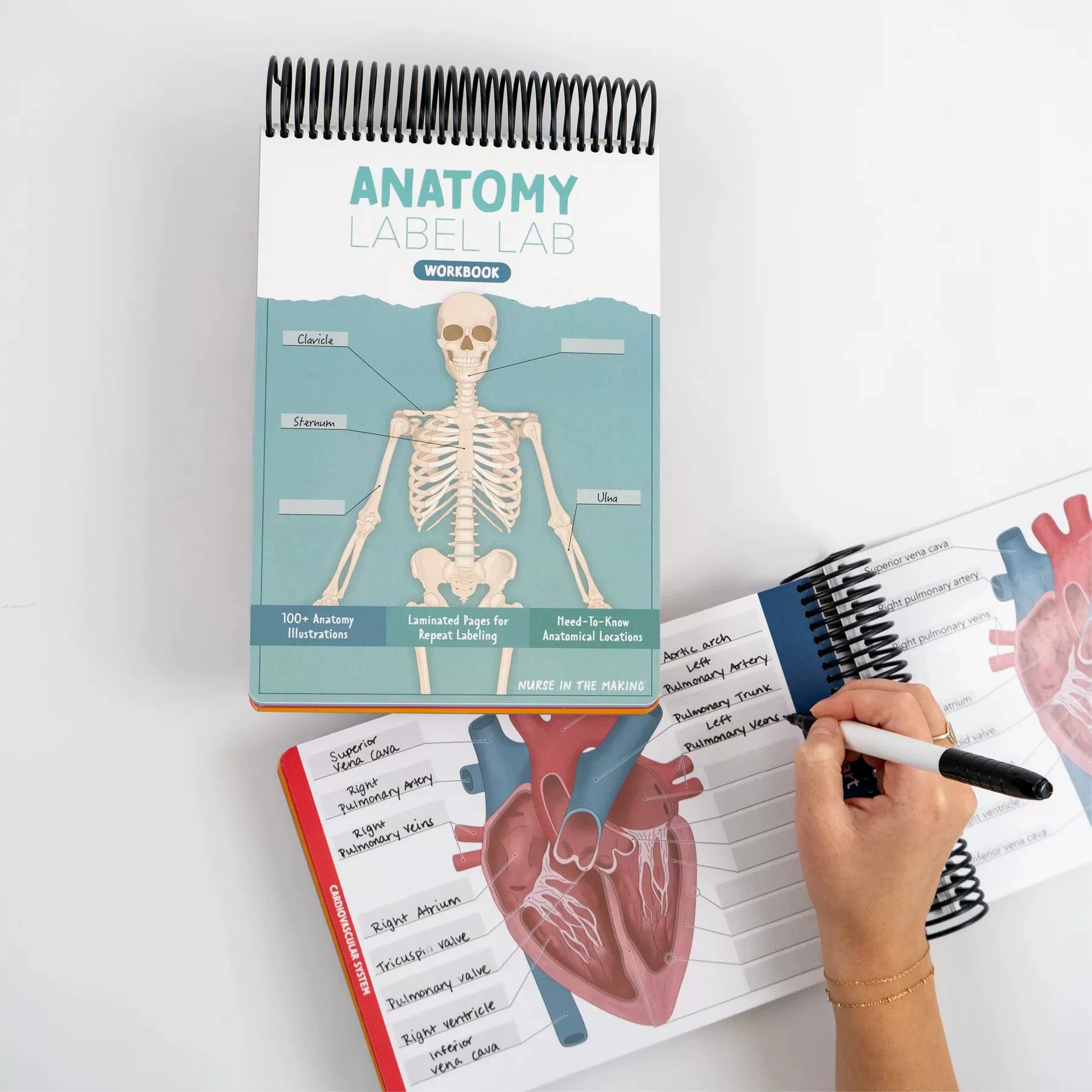 Рабочая тетрадь Anatomy Label Lab, спираль, ламинированные страницы для повторной маркировки, 27×17,5×2 см