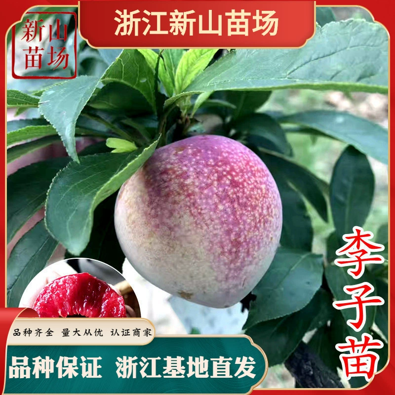 Саженцы сливы Золотой Най сливы в форме персика Слива может хрустить Tongxiang Слива пчела конфеты саженцы сливы чернослив рассада абрикоса сливы