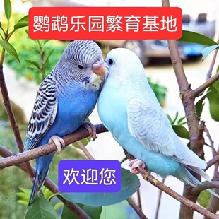 ��Ƥ�W�^�����B���B���пɷ������̿ɽ��fԒ�����P