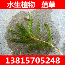 ����ˮֲ��ϲ� ���������.݆�~����.������.���~��