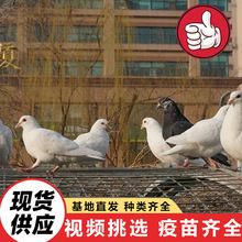 出售青年蛋鴿白羽王|蛋鴿種鴿多少錢一對|肉鴿養殖場|出售廣場鴿