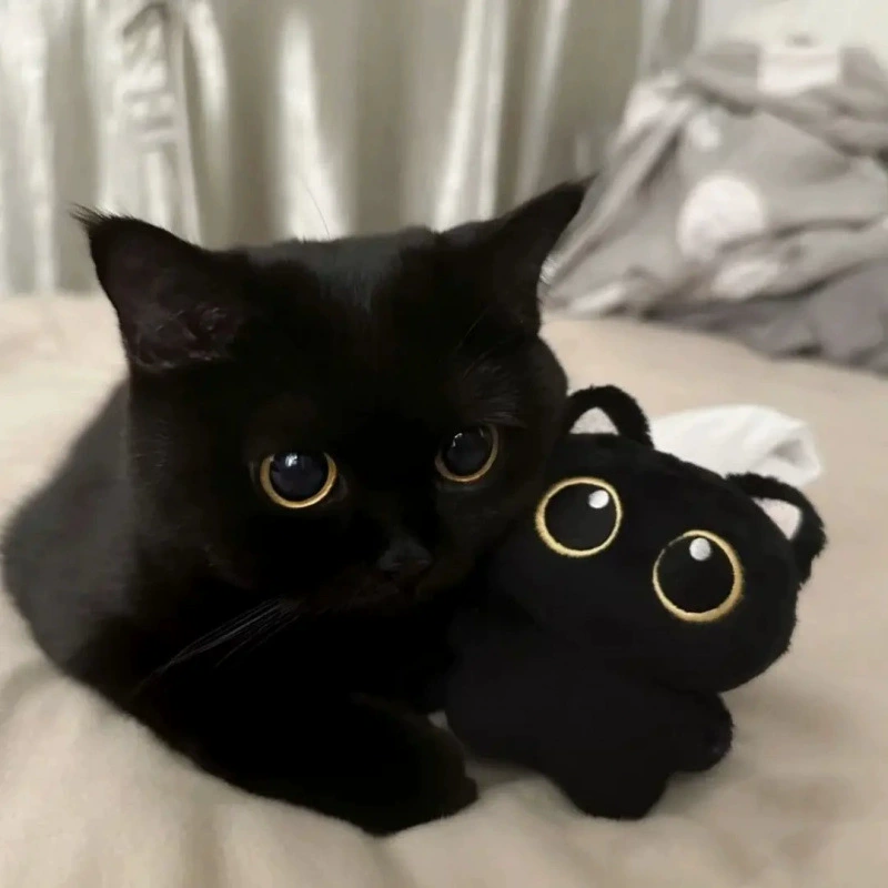 Милый маленький черный котик-подушка-плюшевые игрушки на праздники и дни рождения для девочек HHNiu