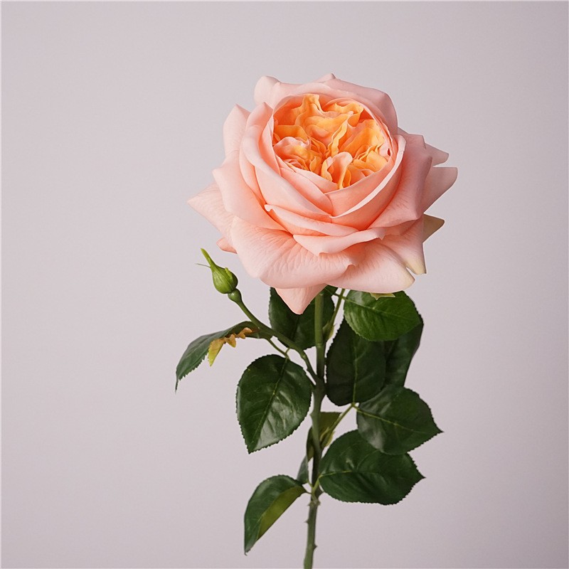 Moisturizing juliet-orange