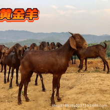 南江黄羊与黄金羊谁好 黄金羊种苗黄金羊好还是黑山羊 黄金羊