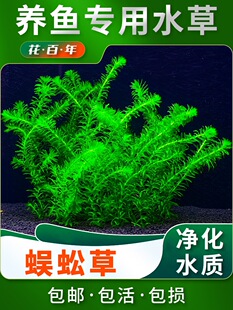 ��ˮ����ˮ��ֲ���~���쾰�~�ݸ������B�~�G����Ժ󾰾Gֲ