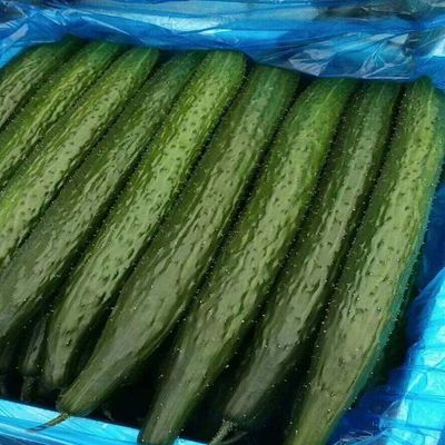 cucumber Farm Now pick Now send cucumber fresh Fruits and vegetables Tasty Season Cucumber Cross border