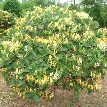 ���y�����Ԙ����ļ���Ԯ�������ٱ�ֲ���҃�ͥԺꖼt���y����ʳ��