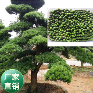 ���l�_�h�ɷN��  �_�h�Ɍٳ��G��~��ľ С�~�_�h�� �_�h�����l