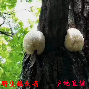 ��Ұ��С���^����؛�|���خaɽ؛�ɴ�۠I�B�rֵ��߀�Bθ���]