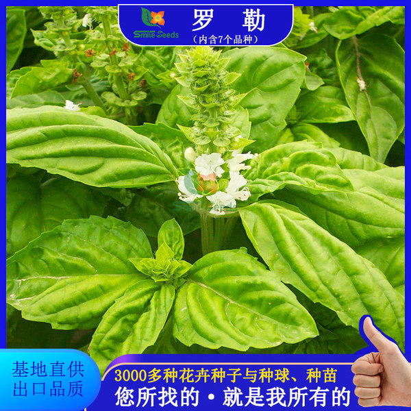 Xiangluo plant seeds Lee seed nine -story tower flower seed balcony…