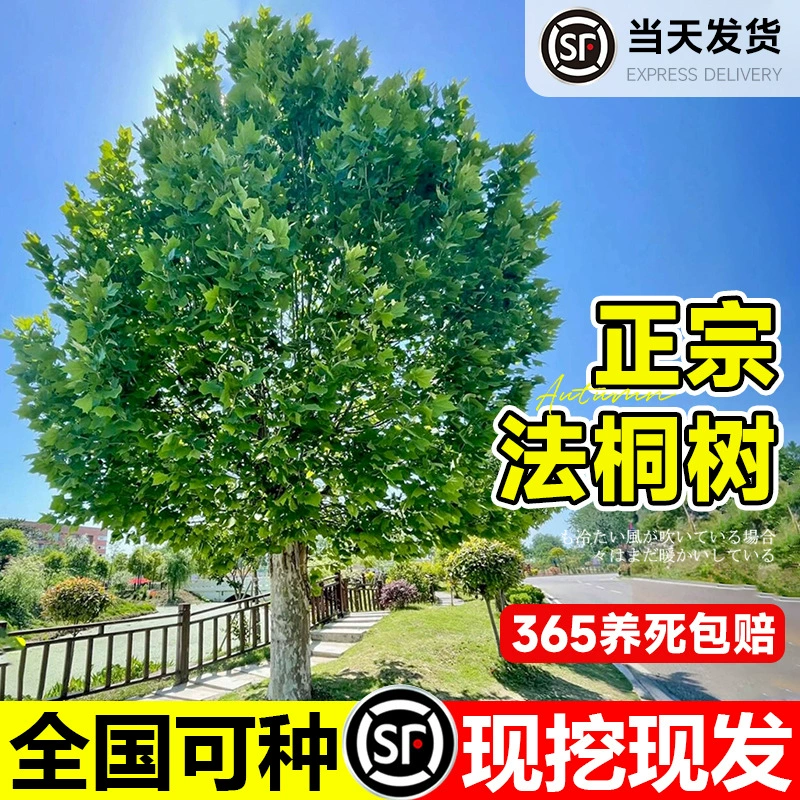 Саженцы французского сикомора, большие деревья, ландшафтные деревья французского сикомора в сельском дворовом доме, посадка на юге и севере, четырехсезонные саженцы.