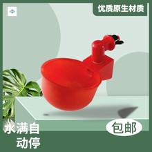 鸡鸽子鸟用自动饮水器鹌鹑饮水器出口型自动饮水碗红色喝水碗设备
