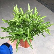 广州批发 盆栽植物花卉绿植 120#阿波蕨凤尾蕨室内耐阴盆栽植物