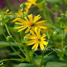 牧草草种籽串叶松香草种子多年生猪牛羊鹅畜禽牧草籽香槟菊花草种