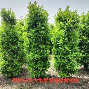 �������������~�S�����G�h���๤�̾G���ļ����಻���~ͥԺ����