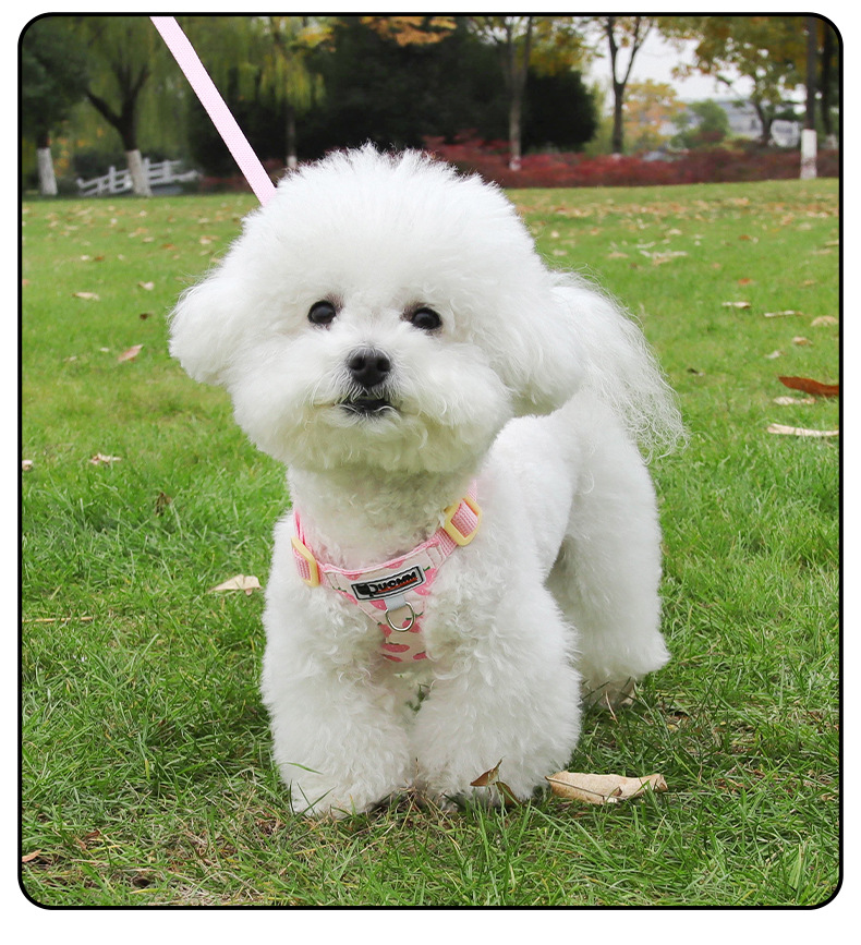Cute Printed Dog Harness And Leash Set For Small Dog Breeds_voghion.com