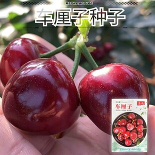 ܇���ӷN�ә���ˮ���N�ѳ���܇���ә��ҷN���̨�����ļ��N