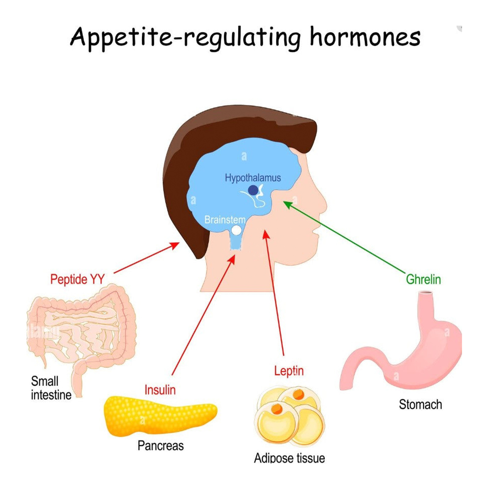 EELHOE body shaping combustion column expels impurities from beautifies body, tightens the abdomen,_voghion.com