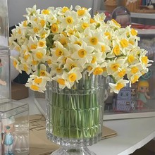 水仙花种球漳州水仙室内水培土养盆栽耐寒种子球根植物四季观花卉