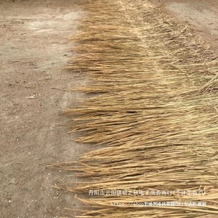 Straw Bale Farmhouse Roof Decoration Curtain Dry Pet Grass Rice Thatch Roof Decoration Thatch One Piece Wholesale