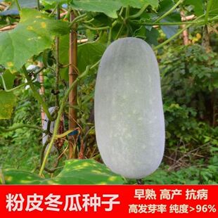 ��Ƥ�󶬹ϷN���ش�̖�߮a����ܝM�����������Ͷ�����Ƥ�߲˷N��