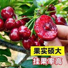 车厘子树苗樱桃树苗南方北方种植正宗盆栽地栽矮化樱桃树果树果苗