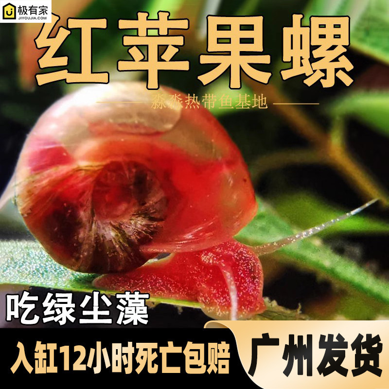 红苹果螺水草缸除藻清洁大瓶金宝螺观赏活体宠物小蜗牛淡水繁殖螺