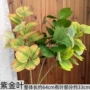 装扮摄影庆典家居绿植