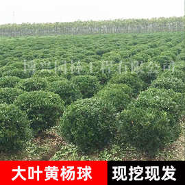 大叶黄杨球园区道路工程绿化小叶黄杨球耐寒苗绿化苗木冬青卫矛球