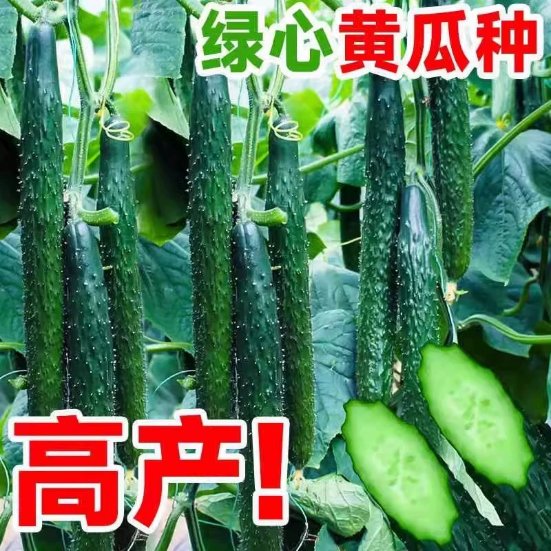 Jinyan № 4 семена огурца семена осенние семена огурца с высокой урожайностью