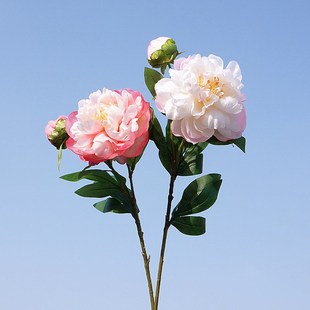 ĵ����ș2�^�P��ĵ�����F�����滨�ٻ��Ҿӻ�c�b[�Ż��ܻ�ˇ