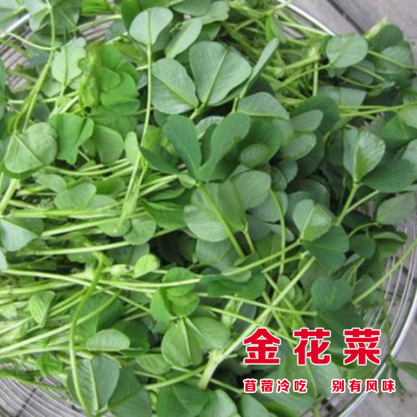 上海金花菜种籽黄花草头三叶菜种子农家蔬菜野菜籽食用苜蓿四季播