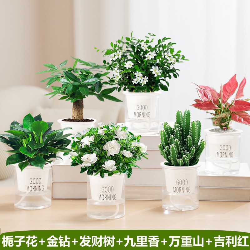 치자나무 + 황금 다이아몬드 + 돈나무 + 구리향 + 완중산 + 상서로운 붉은색(좋은 아침 분지) +